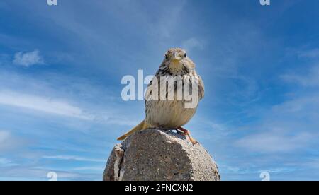 Sparrow Passer italiae (nome scientifico) appollaiato su un ramo in habitat naturale Foto Stock