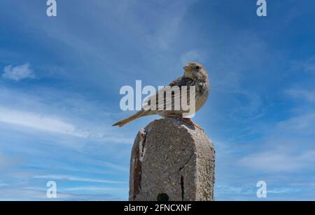 Sparrow Passer italiae (nome scientifico) appollaiato su un ramo in habitat naturale Foto Stock