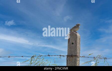 Sparrow Passer italiae (nome scientifico) appollaiato su un ramo in habitat naturale Foto Stock