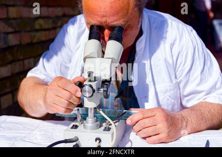 Un veterinario sta esaminando un campione di carne, tessuto polmonare di maiale, sulla trichinosi, guardando su piastrelle di vetro sotto un microscopio elettrico presso un laboratorio esterno Foto Stock