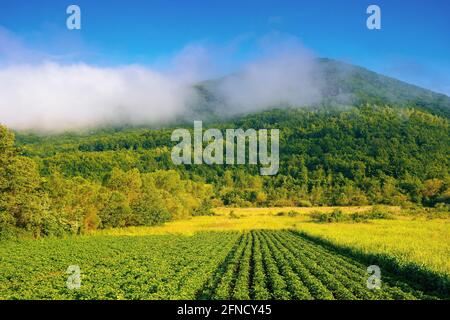 mattina paesaggio rurale in montagna. filari di patate verdi rigogliose crescono nel campo. rustico paesaggio agricolo in luce mattina. raccolto biologico vegeta Foto Stock