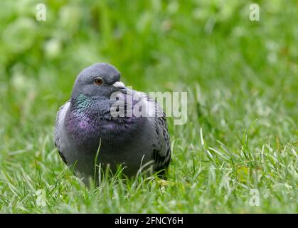 Rock dove (Columba livia), conosciuto anche come Pigeon di roccia o Pigeon comune Foto Stock