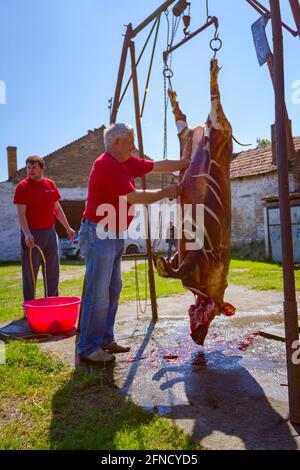 Aradac, Vojvodina, Serbia - 21 maggio 2016: Il macellaio sta usando il chopper affilato della carne, tagliando e tagliando il torace del maiale grezzo che pende sul costrutto di metallo Foto Stock
