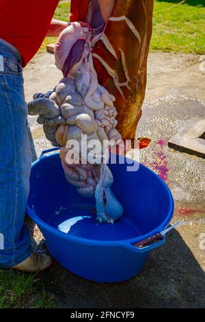 Il macellaio rimuove gli intestini, le frattaglie dalle caraffe del maiale con un coltello e li mette in una grande ciotola di plastica, lavorazione della carne al macelleria all'aperto. Foto Stock