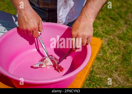 Il veterinario utilizza un campione di carne, tessuto polmonare di maiale, con l'aiuto di pinzette e forbici per l'esame della trichinosi in laboratorio esterno. Foto Stock