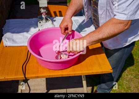 Il veterinario utilizza un campione di carne, tessuto polmonare di maiale, con l'aiuto di pinzette e forbici per l'esame della trichinosi in laboratorio esterno. Foto Stock