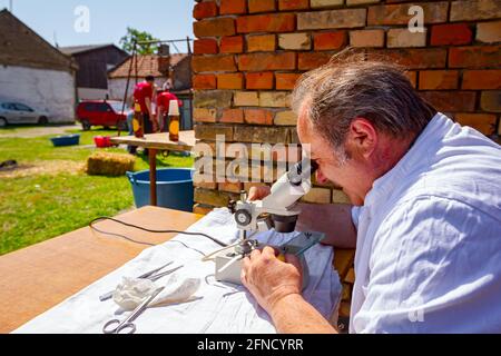 Un veterinario sta esaminando un campione di carne, tessuto polmonare di maiale, sulla trichinosi, guardando su piastrelle di vetro sotto un microscopio elettrico presso un laboratorio esterno Foto Stock