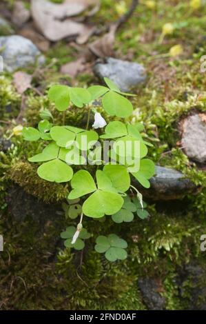 Legno Sorrell (Oxalis) fiori su un vecchio moncone Foto Stock