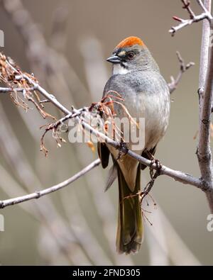 Un towhee dalla coda verde si trova in una filiale del Wyoming. Foto Stock