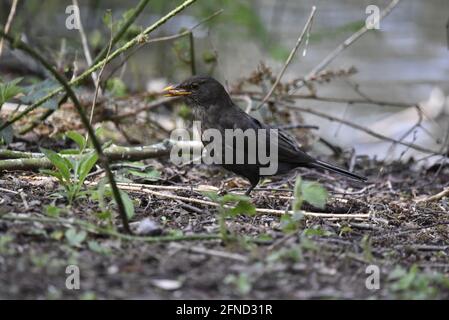 Sinistra Full-Body Profilo di un maschio comune Blackbird (Turdus merula) che si alimenta a terra, guardando avanti, su una riserva naturale in primavera in Inghilterra Foto Stock
