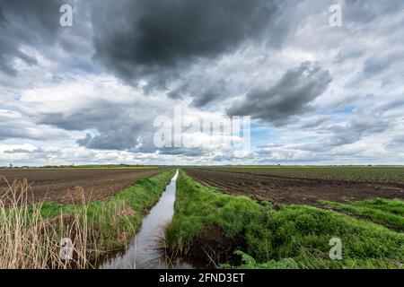 Aldreth Cambridgeshire, Regno Unito. 16 maggio 2021. Le drammatiche nuvole di pioggia minacciano le forti docce su un campo nella piana terra agricola dei Cambridgeshire Fens. Il tempo britannico è previsto per continuare nella prossima settimana con frequenti docce. Credit: Julian Eales/Alamy Live News Foto Stock
