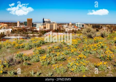 Fiori gialli ai piedi delle colline sopra Boise Foto Stock