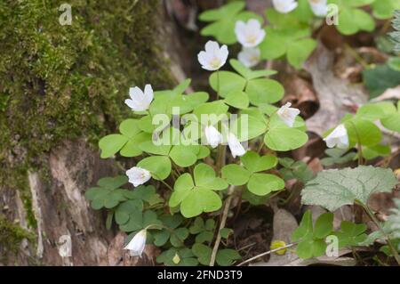 Legno Sorrell (Oxalis) fiori su un vecchio moncone Foto Stock