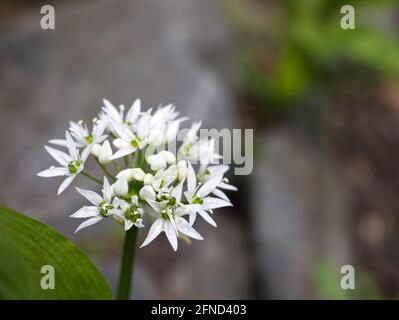 fiore bianco di spicchio d'aglio Foto Stock