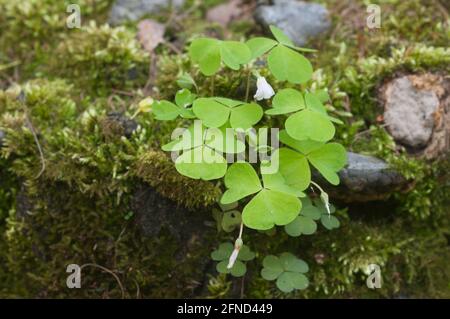 Legno Sorrell (Oxalis) fiori su un vecchio moncone Foto Stock