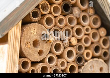 Api selvatiche nidificanti in un hotel di insetti di legno Foto Stock