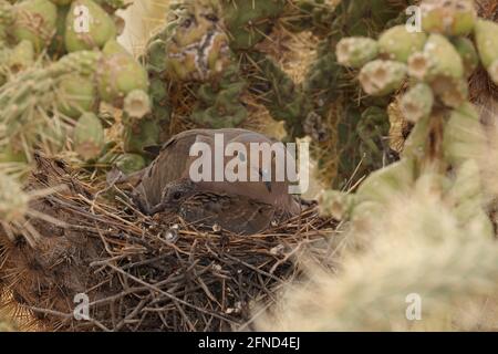 Colombe in lutto (Zenaida macroura), sul nido in cholla cactus, deserto di sonora, Arizona Foto Stock