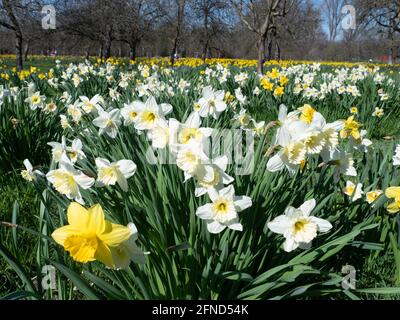 Daffodils (Narcissus) Renania settentrionale-Vestfalia, Germania Foto Stock