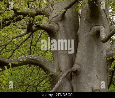 Tronco grigio di un albero di faggio maturo Foto Stock