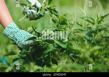 Donna che raccoglie foglie fresche di ortica con guanti di protezione in giardino. Messa a fuoco selettiva Foto Stock