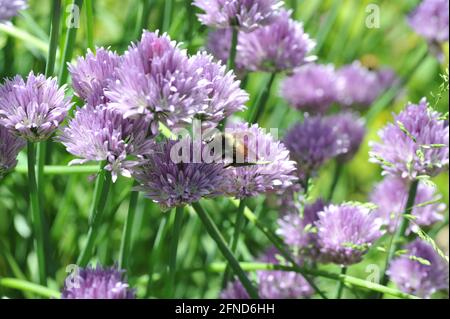 Bumblebee su fiore di erba cipollina Foto Stock