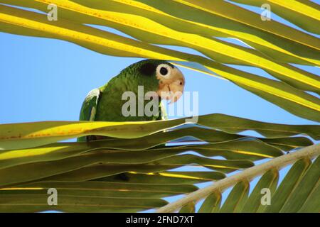 Divertente pappagallo guardare dal lato di salvataggio Foto Stock