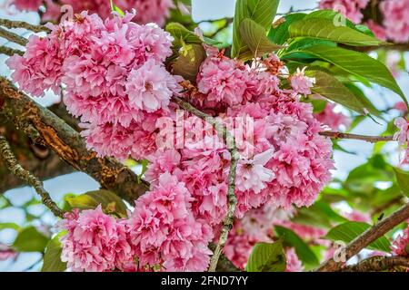 Macro shot di fiori rosa di un ciliegio giapponese alla luce del sole. Foto Stock