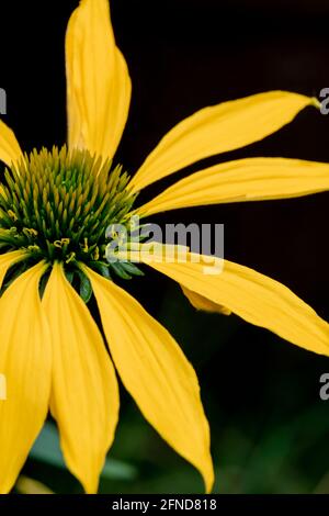 Rudbeckia fulgida, visone susan dagli occhi neri con sfondo contrastante, fiore giallo perenne di tipo daisy con cono verde Foto Stock
