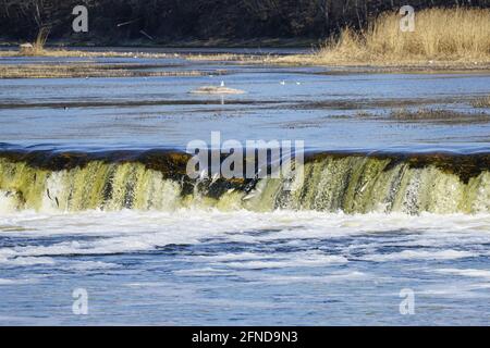 In primavera salta il pesce sulla cascata Ventas rumba a Kuldiga città, Lettonia Foto Stock