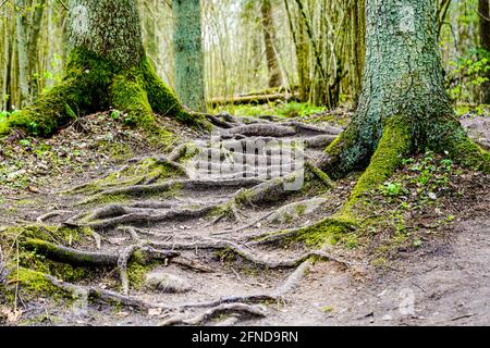 Sentiero misterioso nella foresta con tronchi di alberi di muschio verde e radici esposte Foto Stock