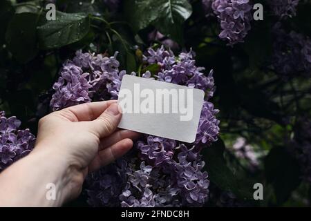 Mano della donna che tiene in bianco saluto, biglietto da visita. Lilacs viola fiorisce nel giardino. Moody Spring mokup di cancelleria per matrimoni. Compleanno Foto Stock
