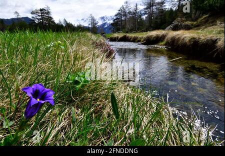 Immagine di un gentile al confine di un alpino fiume Foto Stock
