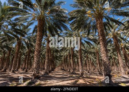 Scenico palmeto dattero vicino Salton Sea, California del Sud Foto Stock