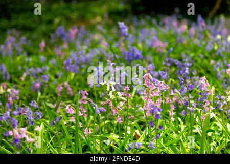 Bluebells e bianco e rosa ibridi bluebells spagnolo a Hampsead Heath, Londra, Regno Unito Foto Stock