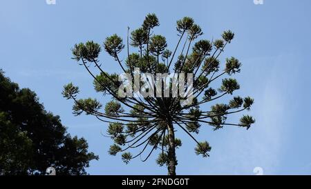 Un tiro ad angolo basso di un albero puzzle scimmia e. cielo blu sullo sfondo Foto Stock