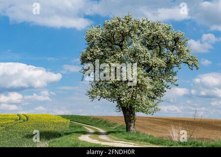 singolo albero di pera solitaria (pyrus communis) in piena fioritura in primavera, che cresce in una strada di fattoria accanto ad una canola o campo di colza in fiore Foto Stock