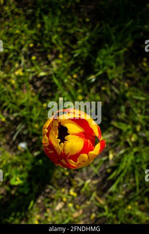 Vista dall'alto di un singolo fiore di tulipano rosso giallo. La foto è stata scattata in luce naturale. Foto Stock