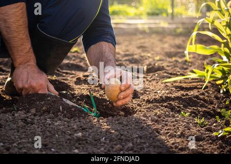 Primo piano di un uomo caucasico che sbatte negli stivali di gomma, tenendo semi di patate in una mano e zappa da giardino nell'altra Foto Stock