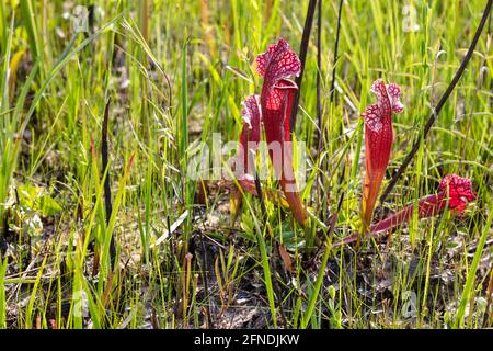 Sarracenia x mitchelliana, impianto ibrido di caraffa, Sarracenia leucophylla x Sarracenia rosea, FL, al, USA, di James D Coppinger/Dembinsky Photo Assoc Foto Stock