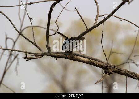 Un paio di swallows di albero di accoppiamento appollaiato su una scatola di nidificazione che cantano l'uno all'altro. Foto Stock