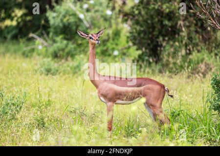 Gerenuk, Giraffengazelle nel Parco Nazionale di Tsavo Ovest, Kenya, Africa Foto Stock