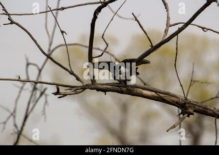 Un paio di swallows di albero di accoppiamento appollaiato su una scatola di nidificazione che cantano l'uno all'altro. Foto Stock