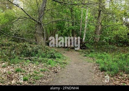 Una scena paesaggistica con un sentiero attraverso i boschi di Ashenbank Foto Stock