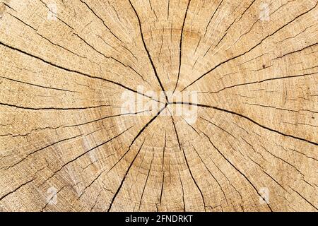 Sezione trasversale di legno primo piano. Tronco di albero con anelli di albero e crepe Foto Stock