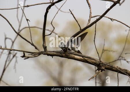 Un paio di swallows di albero di accoppiamento appollaiato su una scatola di nidificazione che cantano l'uno all'altro. Foto Stock