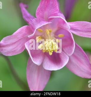 Un'immagine ravvicinata di un fiore di colore viola/rosa con spugne gialle al centro e sfondo verde naturale. Foto Stock