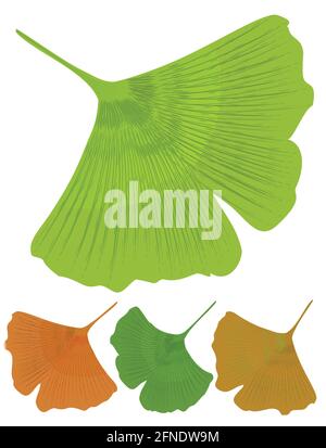 Foglia isolata di ginkgo biloba, albero medicinale con effetto antiossidante. Varianti di colore dell'albero: Verde, giallo, arancione Illustrazione Vettoriale