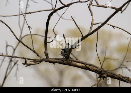 Un paio di swallows di albero di accoppiamento appollaiato su una scatola di nidificazione che cantano l'uno all'altro. Foto Stock