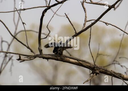 Un paio di swallows di albero di accoppiamento appollaiato su una scatola di nidificazione che cantano l'uno all'altro. Foto Stock