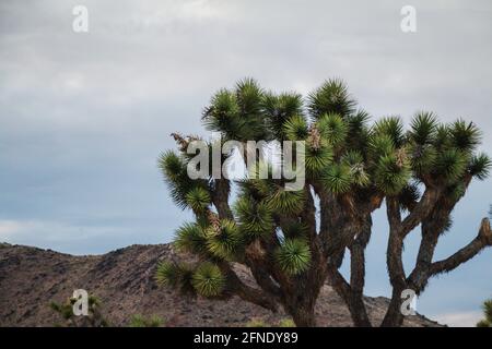 Primo piano della cima di un albero di Giosuè contro un cielo blu con nuvole drammatiche Foto Stock